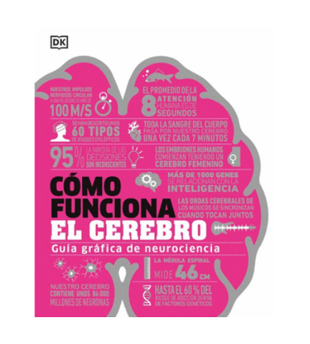 Como funciona el cerebro